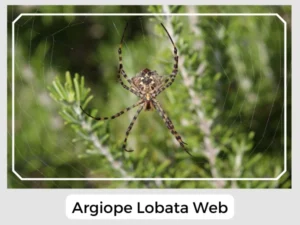 Argiope Lobata Web