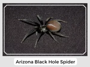Arizona Black Hole Spider