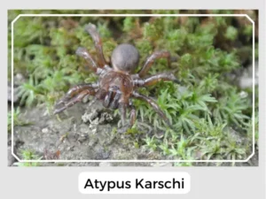 Atypus Karschi Image