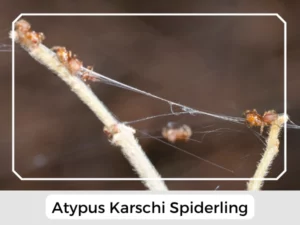 Atypus Karschi spiderling