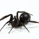 Black Cobweb Spider