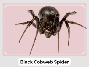Black Cobweb Spider Image