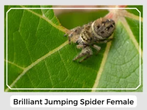 Brilliant Jumping Spider Female