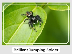 Brilliant Jumping Spider Image