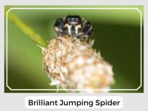 Brilliant Jumping Spider Picture