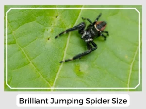 Brilliant Jumping Spider Size