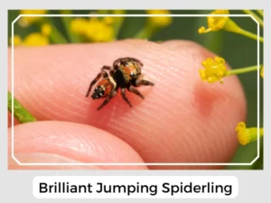 Brilliant Jumping Spiderling