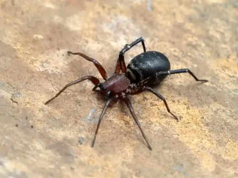 Castianeira Longipalpa
