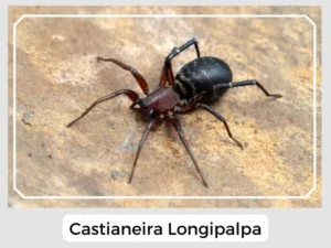 Castianeira Longipalpa