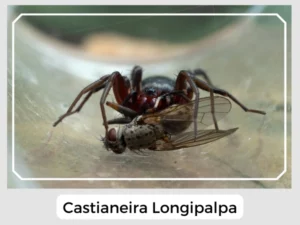 Castianeira Longipalpa Image