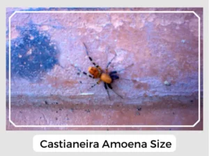 Castianeira amoena Size