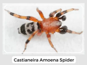 Castianeira amoena spider