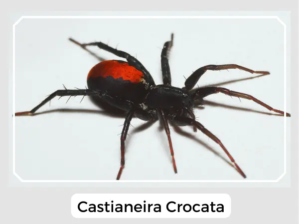 Red Stripe Spider - Castianeira crocata 