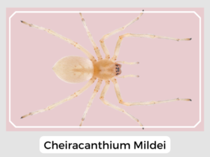 Cheiracanthium Mildei