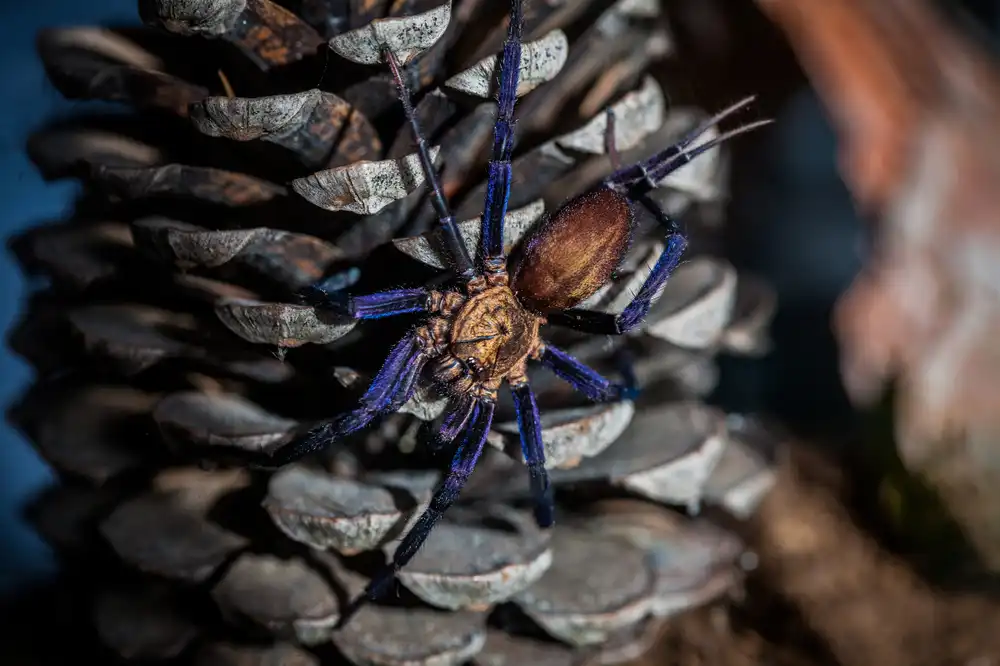 Colombian Funnel Web Spider