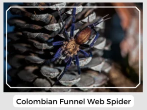Colombian Funnel Web Spider