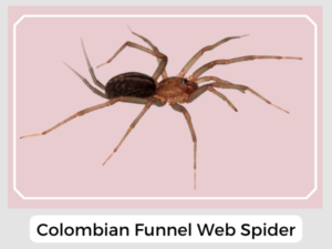 Colombian Funnel Web Spider Image