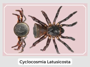 Cyclocosmia Latusicosta