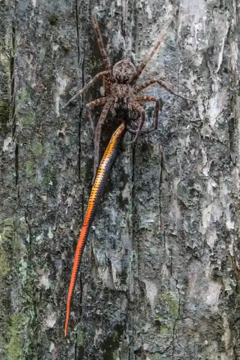 Dolomedes Okefinokensis