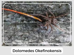Dolomedes Okefinokensis