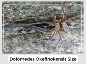 Dolomedes Okefinokensis Size