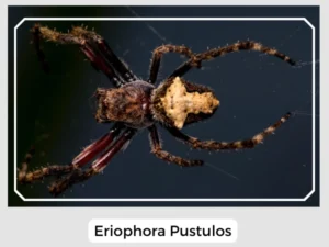 Eriophora Pustulos