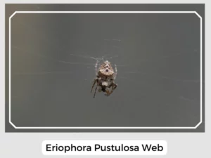 Eriophora Pustulosa Web