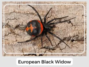 European Black Widow