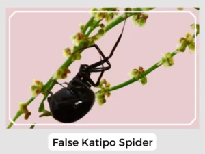 False Katipo Spider