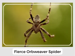 Fierce Orbweaver Spider