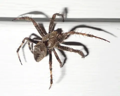 Fierce Orbweaver