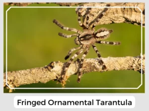 Fringed Ornamental Tarantula