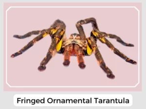 Fringed Ornamental Tarantula Picture