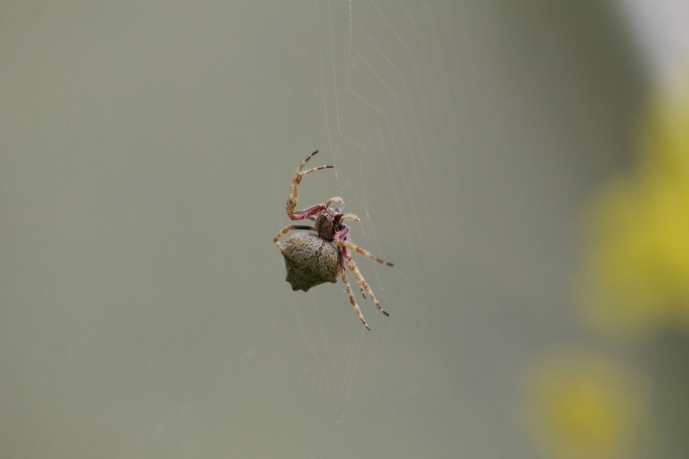 Garden Orb Weaver Spider