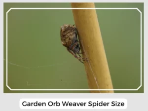 Garden Orb Weaver Spider Size