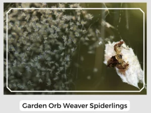 Garden Orb Weaver Spiderlings