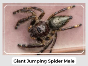 Giant Jumping Spider Male