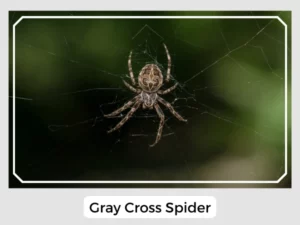 Gray Cross Spider