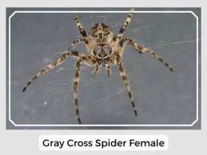 Gray Cross Spider Female