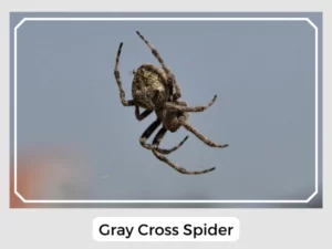 Gray Cross Spider Image
