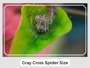 Gray Cross Spider Size
