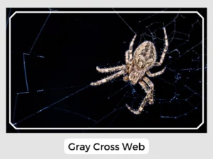 Gray Cross Web
