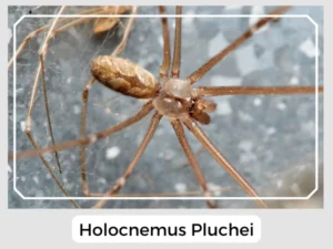 Holocnemus Pluchei