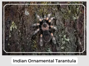 Indian Ornamental Tarantula