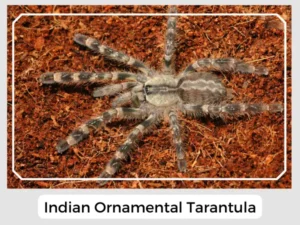 Indian Ornamental Tarantula Picture