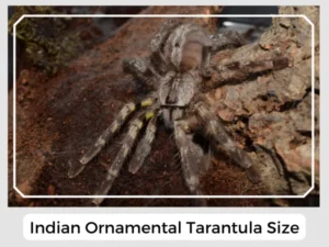 Indian Ornamental Tarantula Size