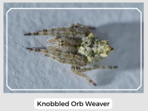 Knobbled Orb Weaver
