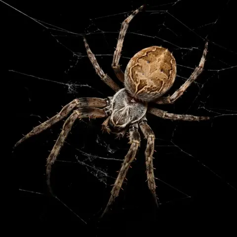 Larinioides Sclopetarius