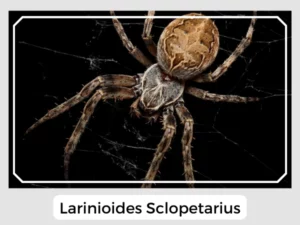 Larinioides Sclopetarius