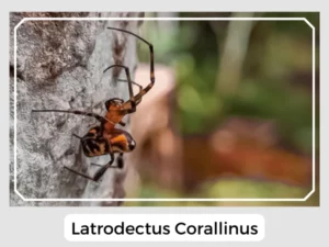 Latrodectus Corallinus